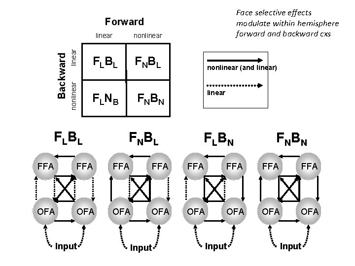 Face selective effects modulate within hemisphere forward and backward cxs linear nonlinear Backward Forward