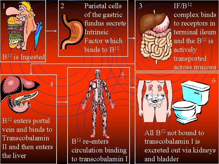 1 2 B 12 is Ingested Parietal cells of the gastric fundus secrete Intrinsic