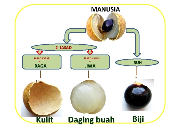 MANUSIA 2 JASAD KASAR = RAGA Kulit JASAD HALUS = JIWA Daging buah RUH