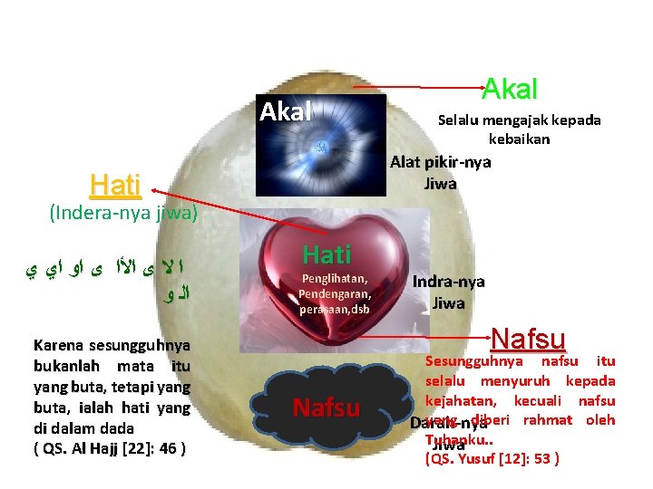 Akal Selalu mengajak kepada kebaikan Alat pikir-nya Jiwa Hati (Indera-nya jiwa) ﺍ ﻻ ﻯ