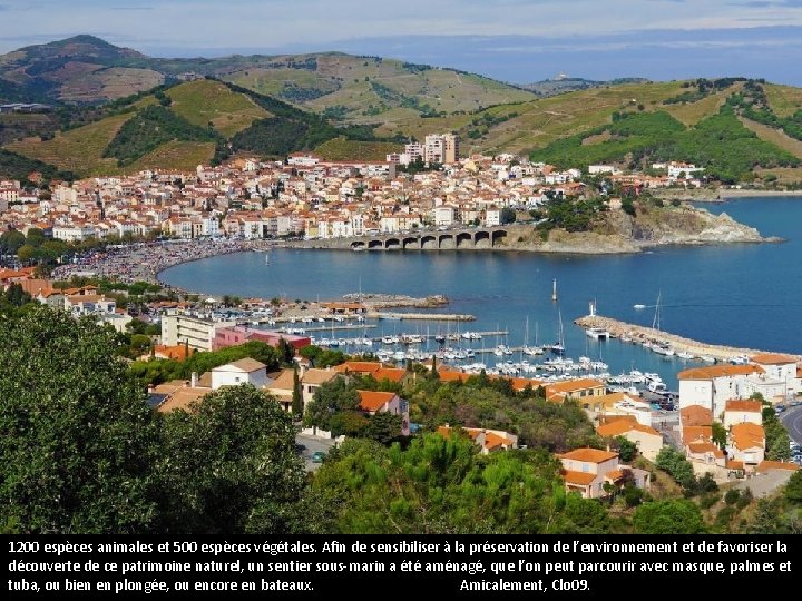 La réserve marine de Banyuls-Cerbère Entre l’île de Grosse et le Cap Peyrefite, la