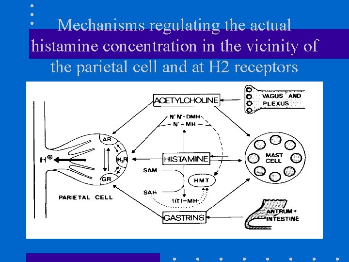 Mechanisms regulating the actual histamine concentration in the vicinity of the parietal cell and