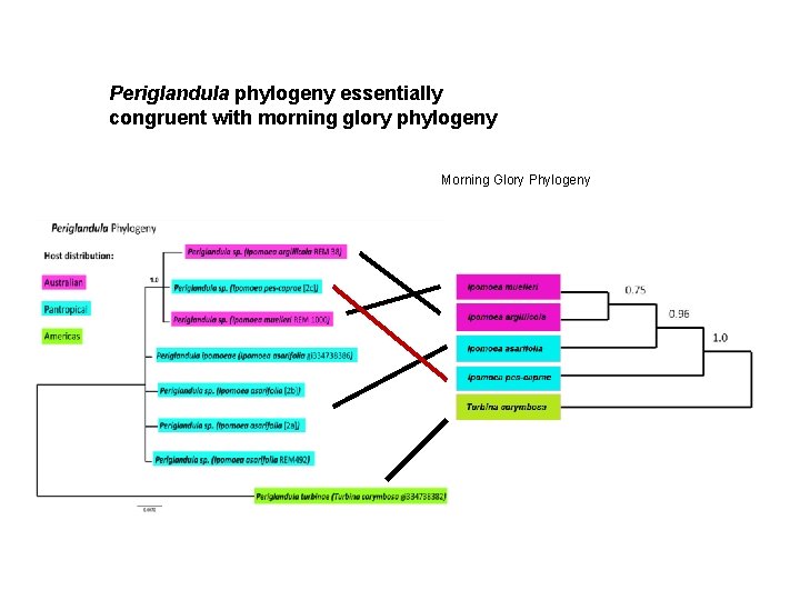 Periglandula phylogeny essentially congruent with morning glory phylogeny Morning Glory Phylogeny 