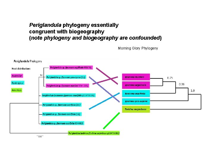 Periglandula phylogeny essentially congruent with biogeography (note phylogeny and biogeography are confounded) Morning Glory