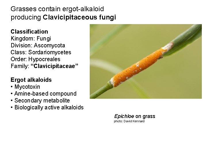 Grasses contain ergot-alkaloid producing Clavicipitaceous fungi Classification Kingdom: Fungi Division: Ascomycota Class: Sordariomycetes Order: