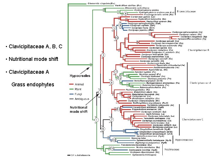  • Clavicipitaceae A, B, C • Nutritional mode shift • Clavicipitaceae A Grass