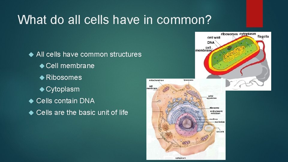What do all cells have in common? All cells have common structures Cell membrane