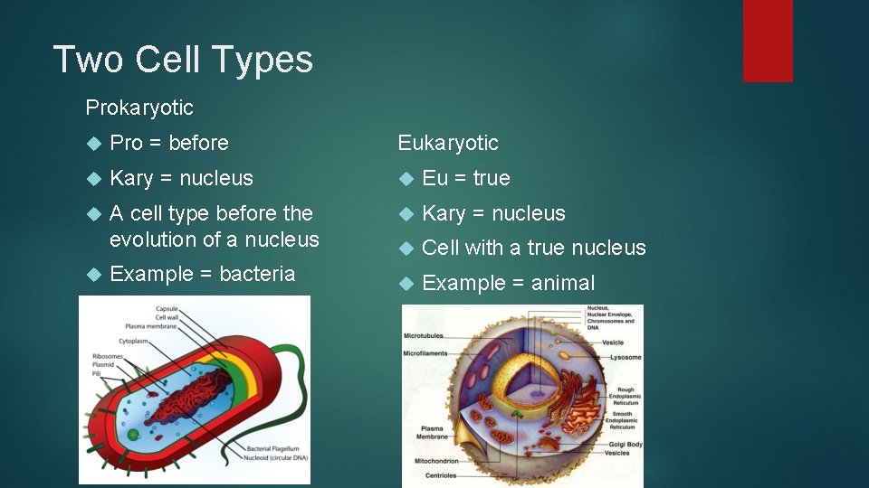 Two Cell Types Prokaryotic Pro = before Eukaryotic Kary = nucleus Eu = true