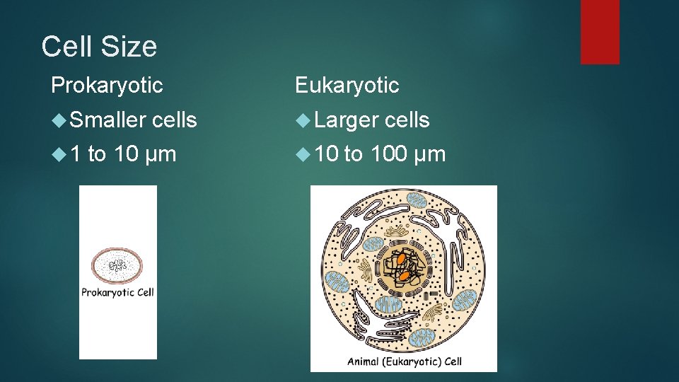 Cell Size Prokaryotic Eukaryotic Smaller Larger 1 cells to 10 µm 10 cells to