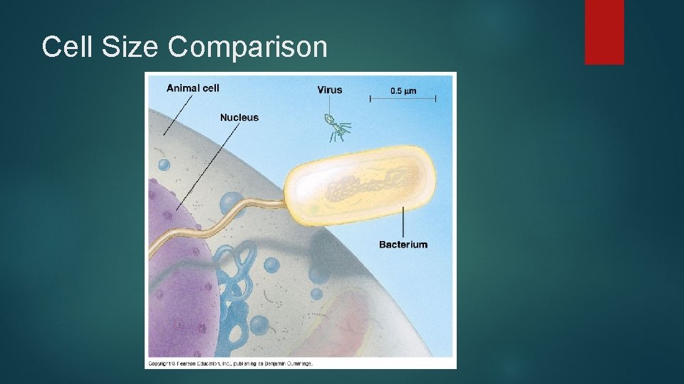 Cell Size Comparison 
