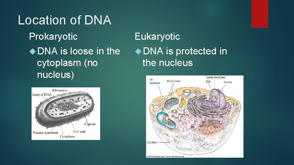 Location of DNA Prokaryotic Eukaryotic DNA is loose in the cytoplasm (no nucleus) is