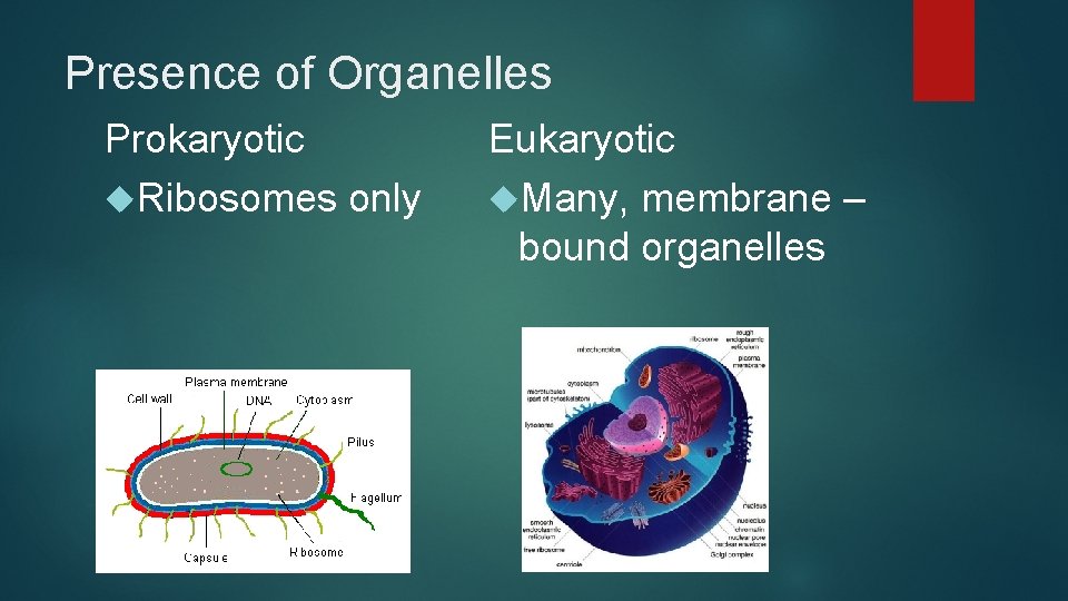 Presence of Organelles Prokaryotic Ribosomes only Eukaryotic Many, membrane – bound organelles 