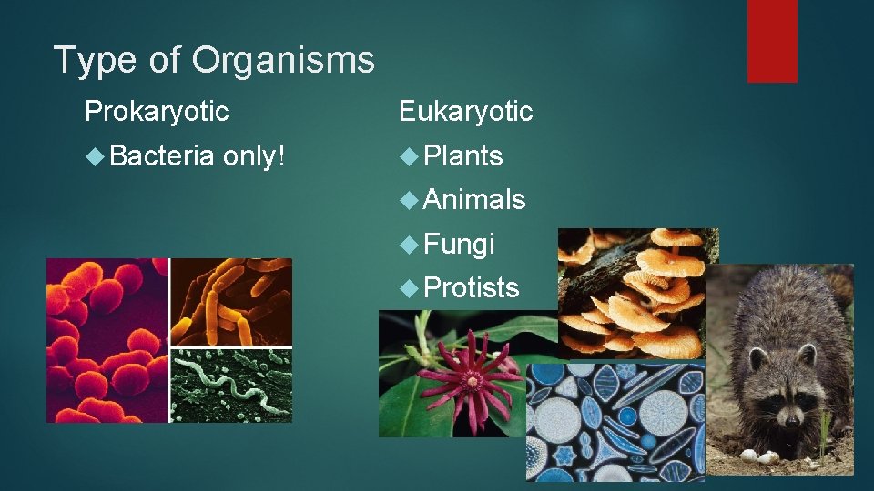Type of Organisms Prokaryotic Eukaryotic Bacteria Plants only! Animals Fungi Protists 