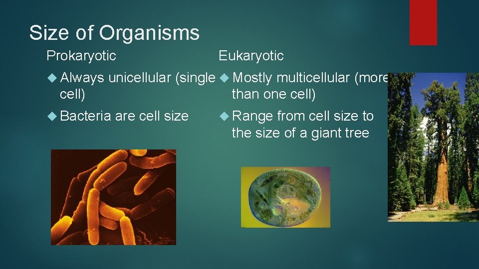 Size of Organisms Prokaryotic Always cell) Eukaryotic unicellular (single Mostly multicellular (more than one