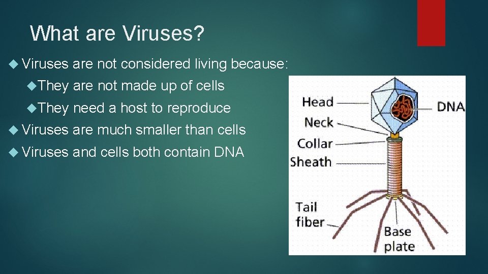 What are Viruses? Viruses are not considered living because: They are not made up