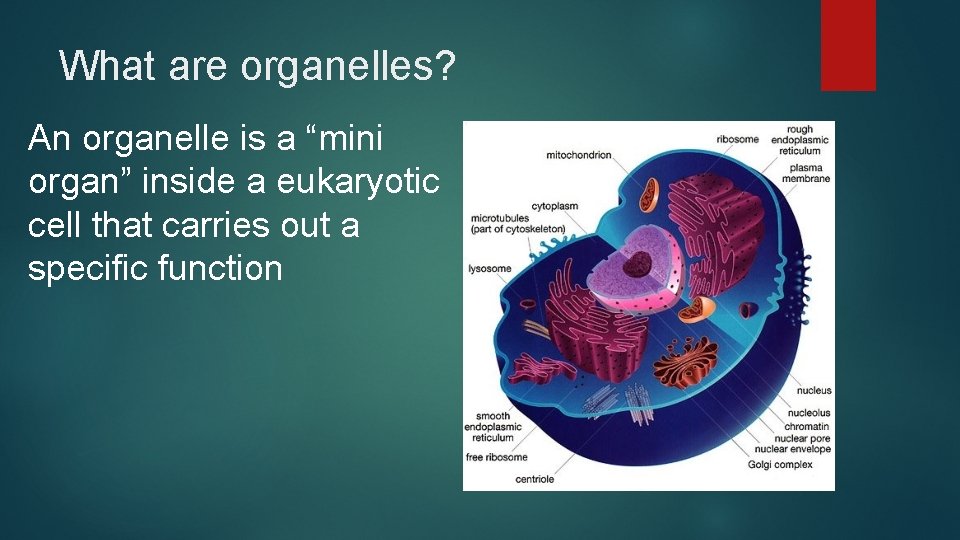 What are organelles? An organelle is a “mini organ” inside a eukaryotic cell that