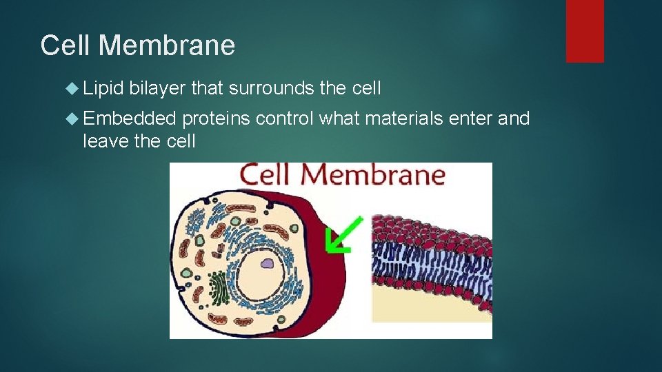 Cell Membrane Lipid bilayer that surrounds the cell Embedded proteins control what materials enter