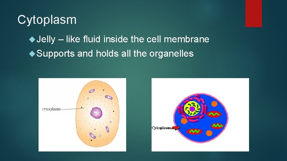 Cytoplasm Jelly – like fluid inside the cell membrane Supports and holds all the