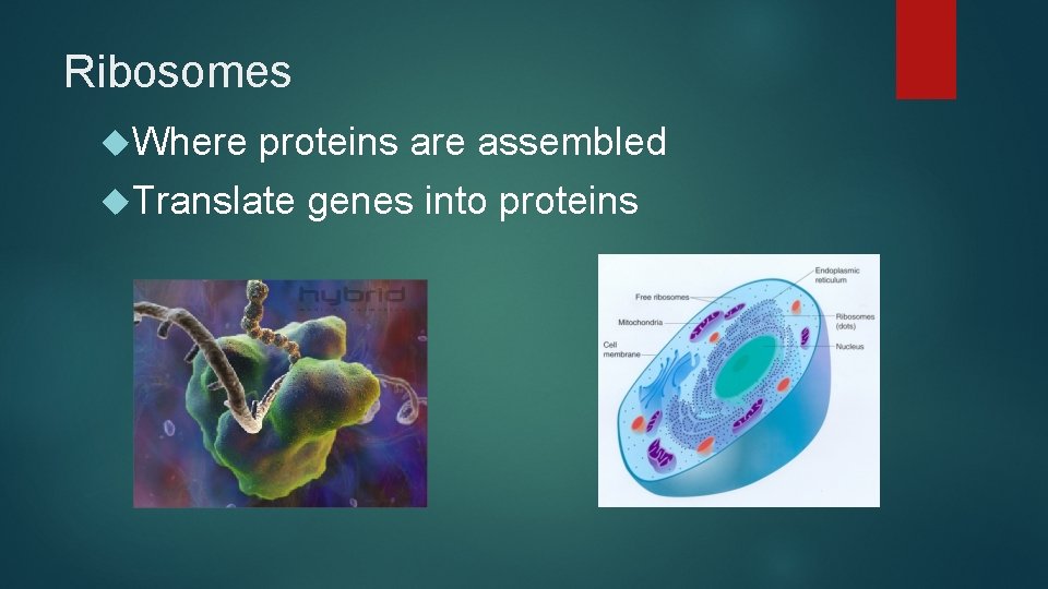 Ribosomes Where proteins are assembled Translate genes into proteins 