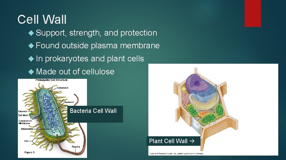 Cell Wall Support, Found In strength, and protection outside plasma membrane prokaryotes and plant