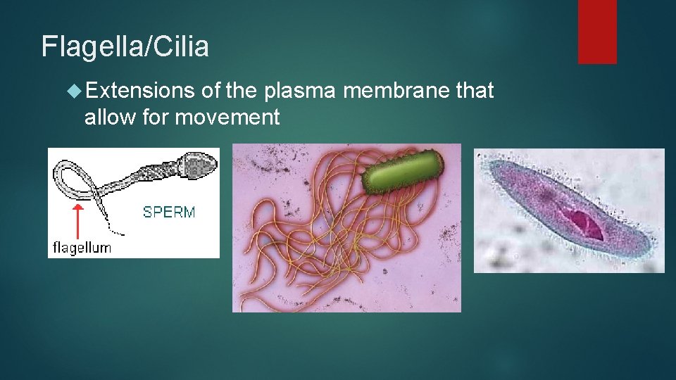 Flagella/Cilia Extensions of the plasma membrane that allow for movement 