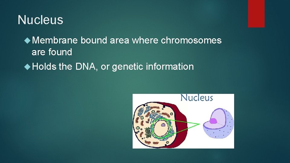 Nucleus Membrane bound area where chromosomes are found Holds the DNA, or genetic information
