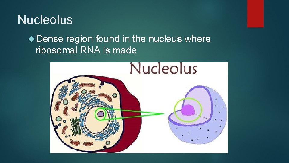 Nucleolus Dense region found in the nucleus where ribosomal RNA is made 