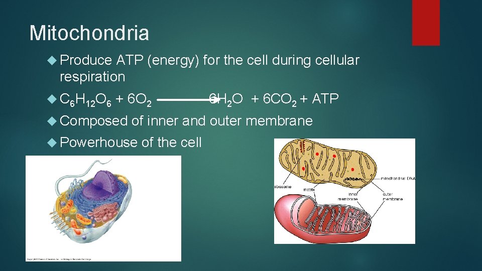 Mitochondria Produce ATP (energy) for the cell during cellular respiration C 6 H 12