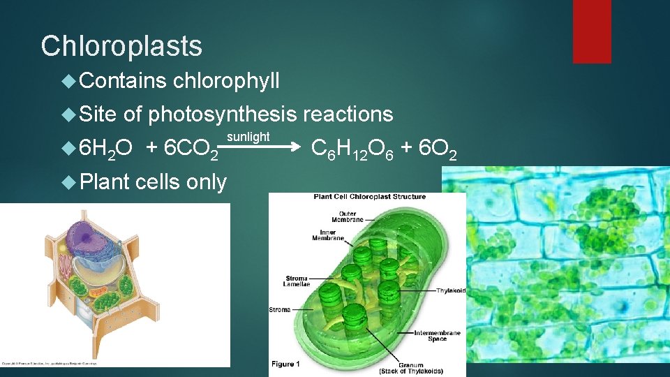 Chloroplasts Contains Site chlorophyll of photosynthesis reactions sunlight 6 H 2 O + 6