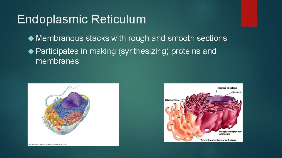 Endoplasmic Reticulum Membranous Participates membranes stacks with rough and smooth sections in making (synthesizing)
