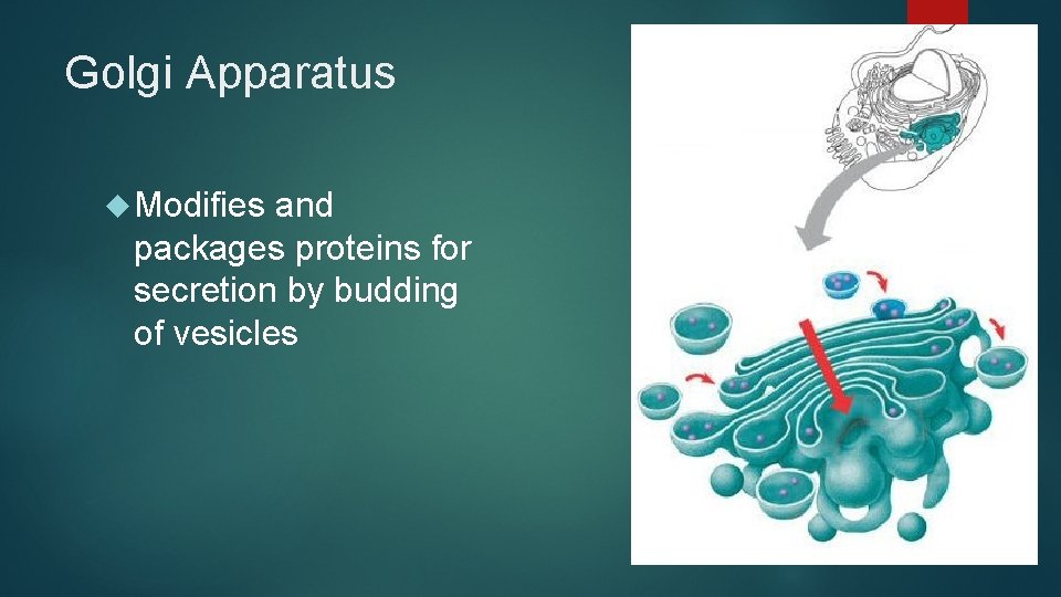 Golgi Apparatus Modifies and packages proteins for secretion by budding of vesicles 