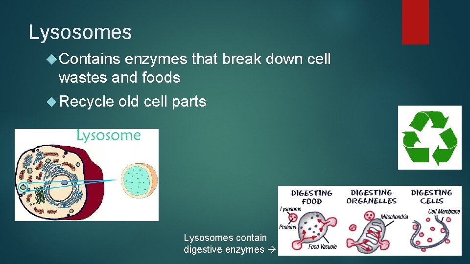Lysosomes Contains enzymes that break down cell wastes and foods Recycle old cell parts