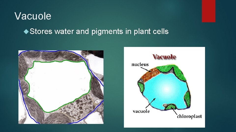Vacuole Stores water and pigments in plant cells 