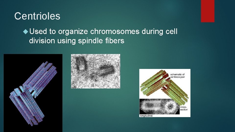 Centrioles Used to organize chromosomes during cell division using spindle fibers 