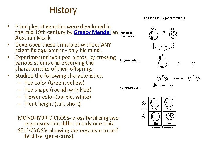 History • Principles of genetics were developed in the mid 19 th century by