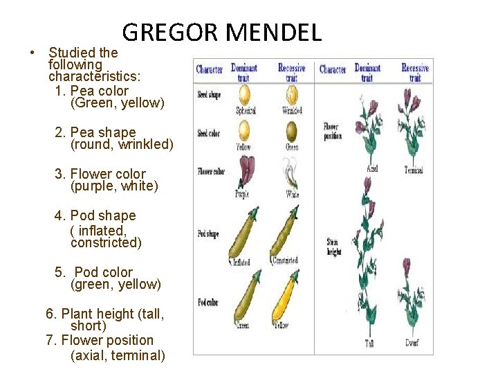 GREGOR MENDEL • Studied the following characteristics: 1. Pea color (Green, yellow) 2. Pea