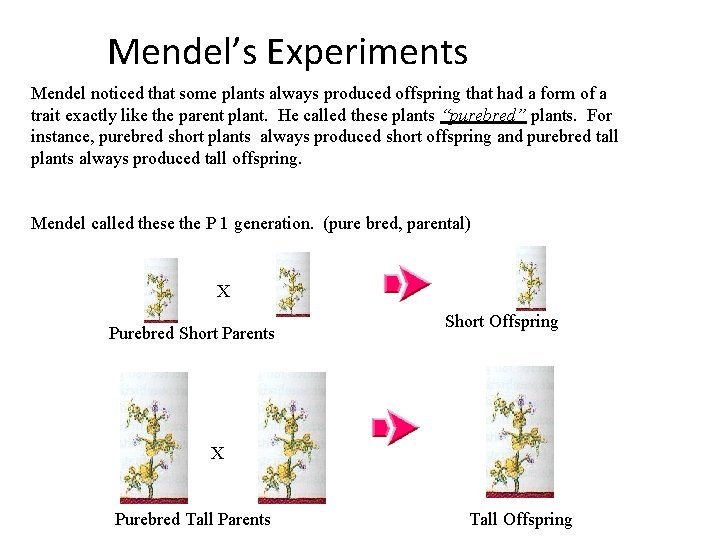 Mendel’s Experiments Mendel noticed that some plants always produced offspring that had a form