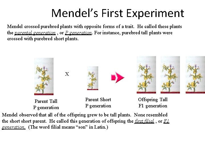 Mendel’s First Experiment Mendel crossed purebred plants with opposite forms of a trait. He