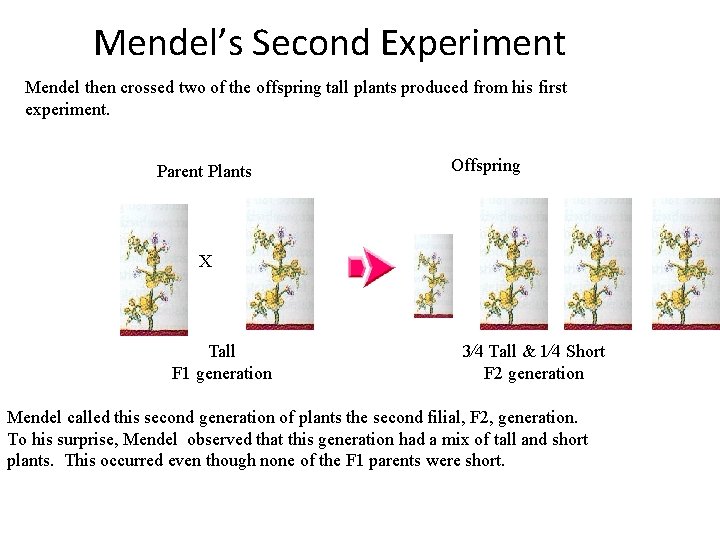 Mendel’s Second Experiment Mendel then crossed two of the offspring tall plants produced from
