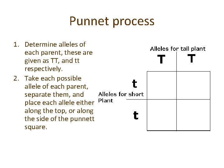 Punnet process 1. Determine alleles of each parent, these are given as TT, and