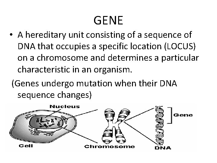 GENE • A hereditary unit consisting of a sequence of DNA that occupies a