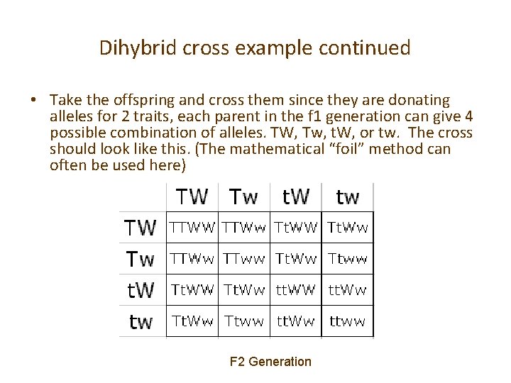 Dihybrid cross example continued • Take the offspring and cross them since they are