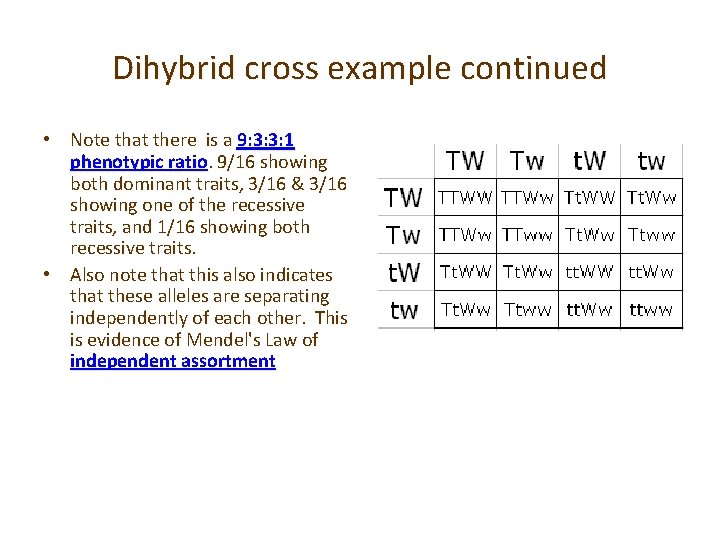 Dihybrid cross example continued • Note that there is a 9: 3: 3: 1