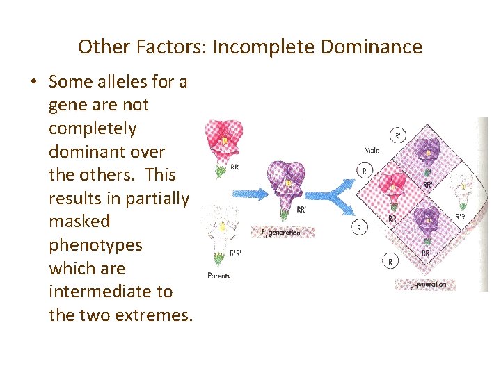 Other Factors: Incomplete Dominance • Some alleles for a gene are not completely dominant