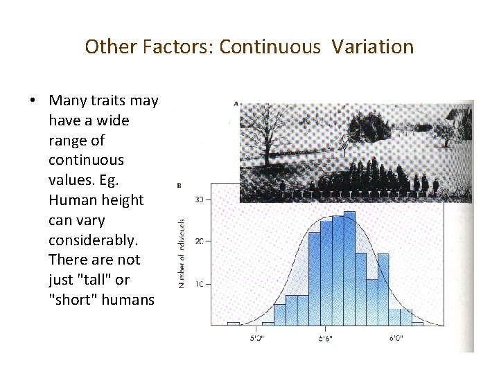 Other Factors: Continuous Variation • Many traits may have a wide range of continuous