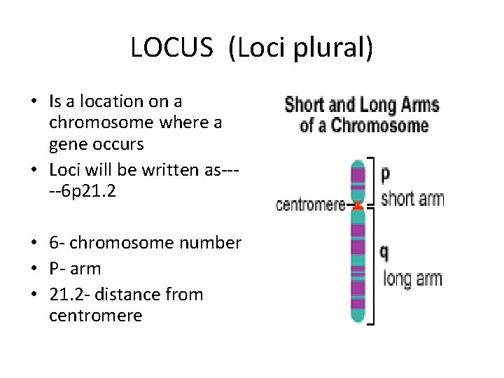 LOCUS (Loci plural) • Is a location on a chromosome where a gene occurs