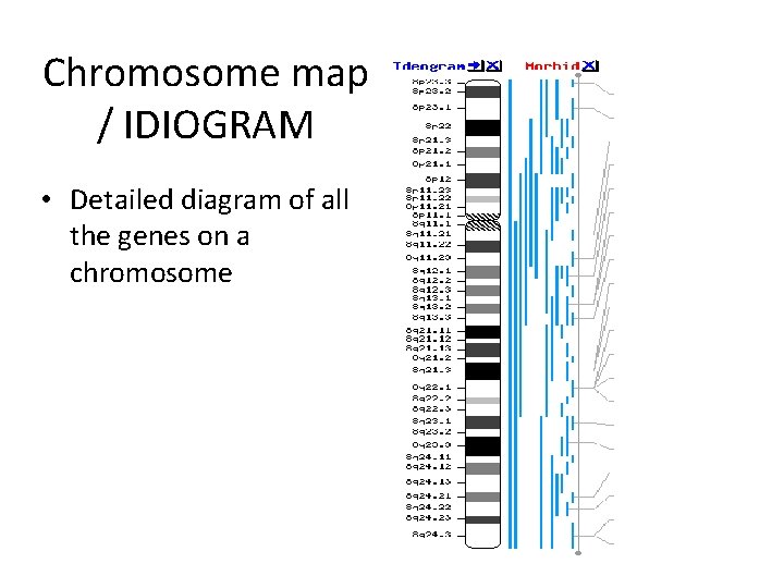 Chromosome map / IDIOGRAM • Detailed diagram of all the genes on a chromosome