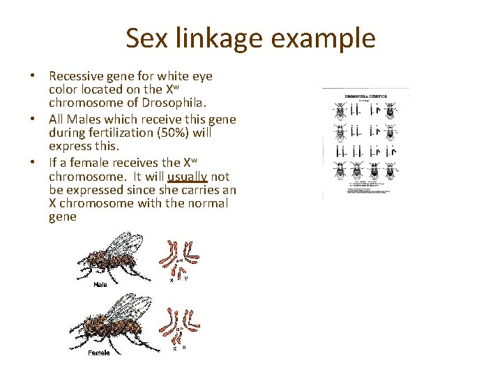 Sex linkage example • Recessive gene for white eye color located on the Xw