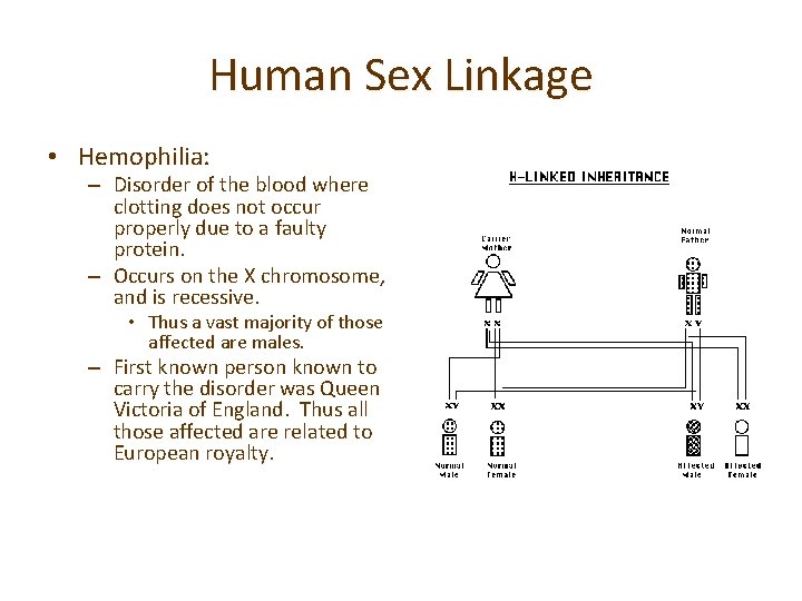 Human Sex Linkage • Hemophilia: – Disorder of the blood where clotting does not