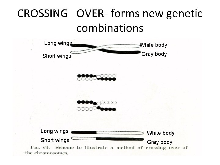 CROSSING OVER- forms new genetic combinations Long wings White body Short wings Gray body